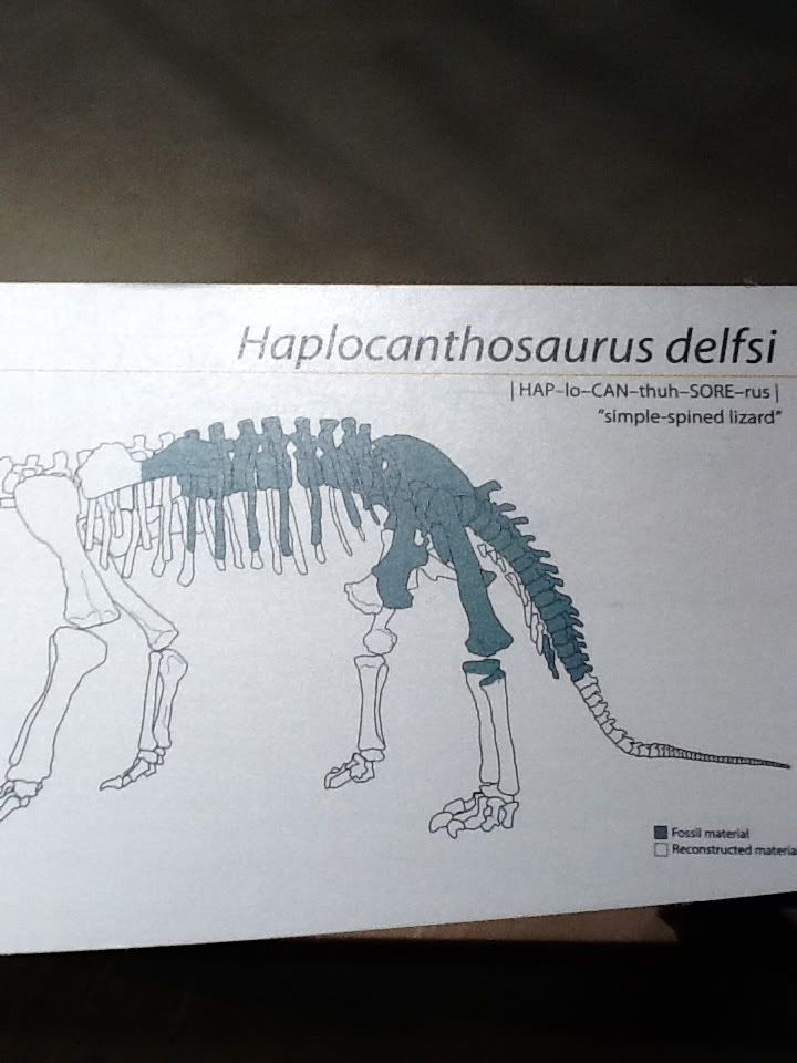 haplocanthosaurus